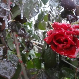 Cold rose
