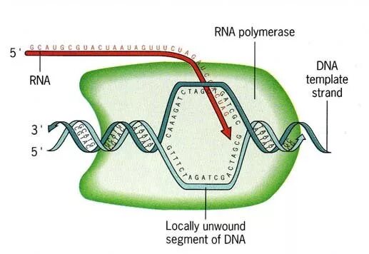 Обеспечивает синтез рнк противодействует тургору. Абиогенный Синтез РНК. RNA dependent DNA polymerase. Абиогенный Синтез нуклеотидов. Абиогенный Синтез РНК схема.