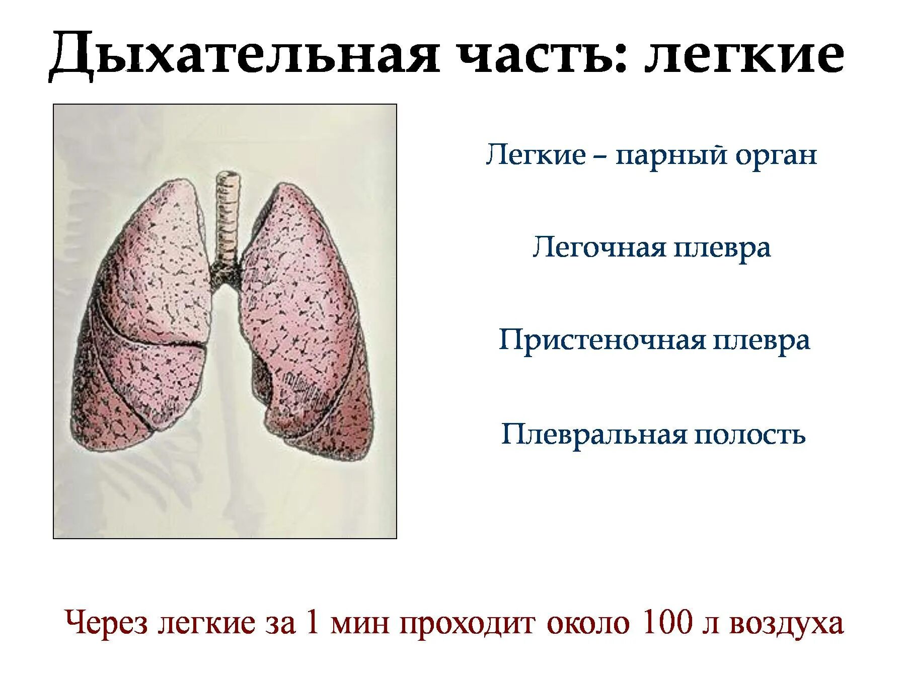 Выберите признаки характерные для легких человека. Дыхательная часть легкие. Лёгкие органы дыхания. Органы дыхания человека легкие.