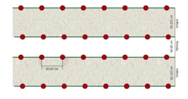 Какое расстояние между рядами помидор. Схема высадки помидор в грунт. Схема высадки рассады помидор в открытый грунт. Схема посева томатов в теплице. Схема посадки томатов в открытом грунте.