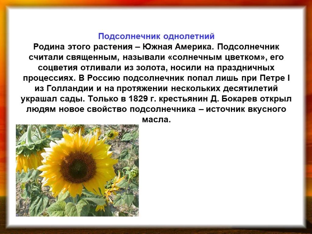 Пунктуационные правила родина подсолнечника. Подсолнух масличная культура. Подсолнечник информация. Подсолнух краткое описание. Сведения о подсолнечнике.