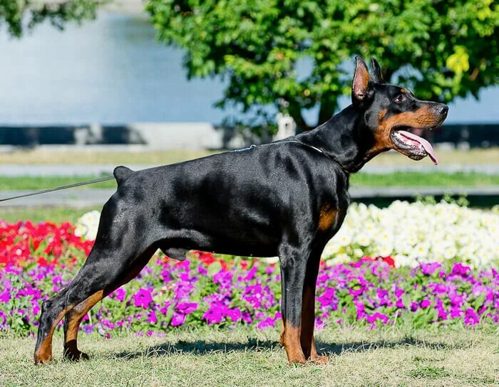 Доберман грация. Босерон порода. Манчестер терьер купированные. Европейский доберман. Doberman cora.