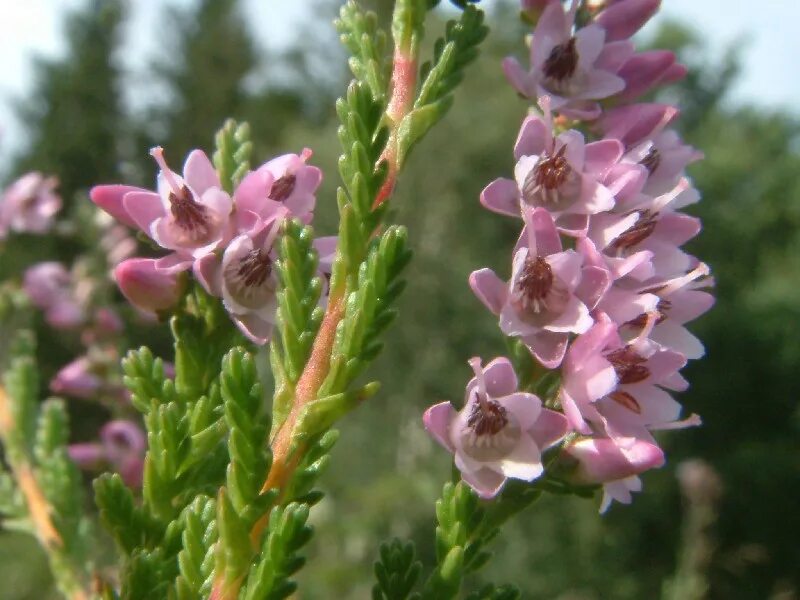 Вереск семена. Вереск обыкновенный (calluna vulgaris). ползучий вереск северной америки. вереск обыкновенный аллегро. вереск дж гамильтон.