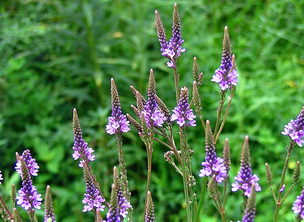 Вербена officinalis. Вербена лекарственная (Verbena officinalis). Вербена хастата. Вербена копьевидная. Пятигорск вербена