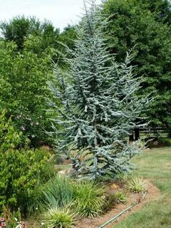 Atlas cedar