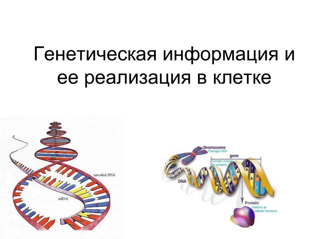 Генетическая информация. Генетическая информация и ее реализация. Наследственная информация. Наследственная информация растений
