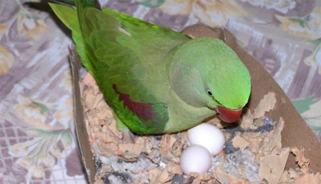 Яйца волнистиков. Ожереловый попугай и волнистый. Кладка попугаев. Волнистый попугай высиживает яйца. Яйца волнистых попугайчиков.