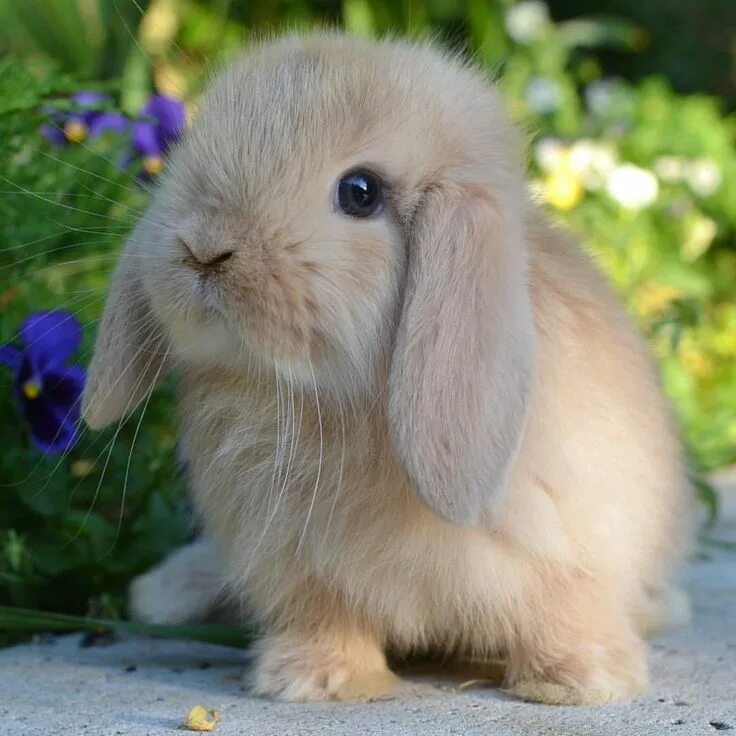 Mini Lop rabbits for sale Pets4Homes