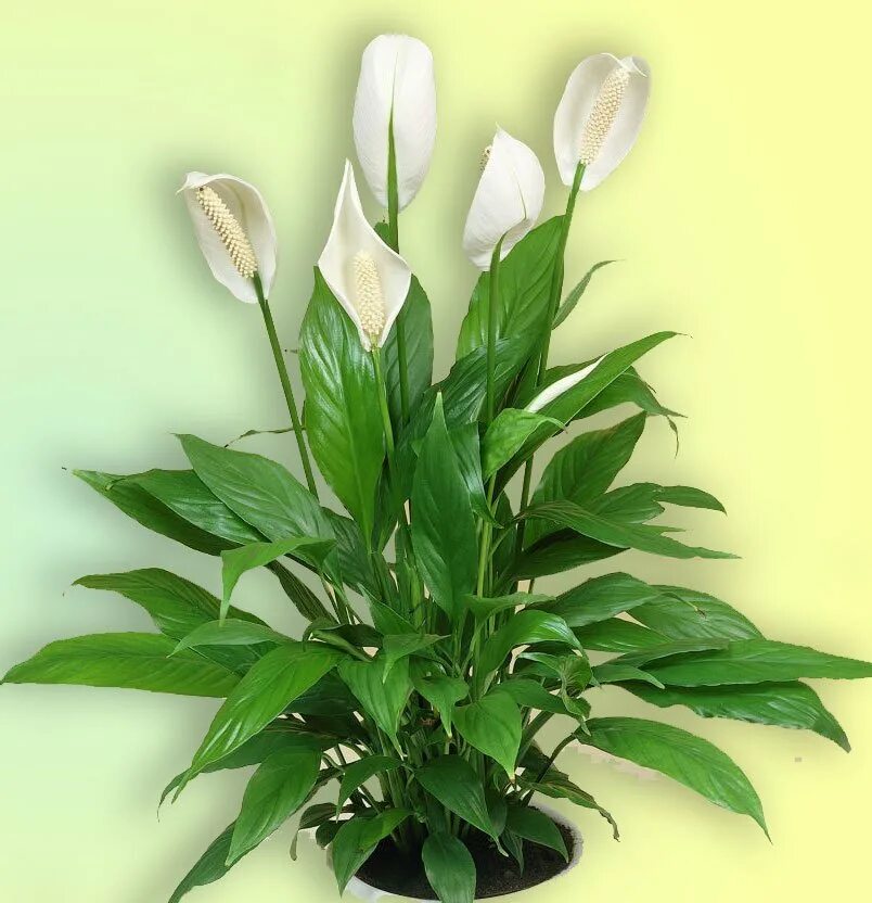 Спатифиллум. Спатифиллум wallisii. Спатифиллум Уоллиса. Spathiphyllum wallisii цветок. Спатифиллум леруа