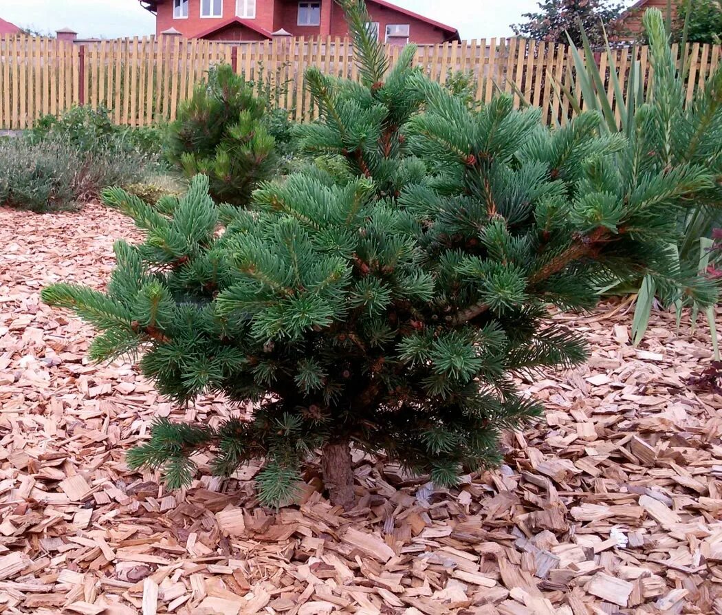 Ель страйк. Ель колючая лаки страйк. Ель колючая (Picea pungens Lucky Strike. Ель pungens Lucky Strike. Лайки страйк ель колючая.