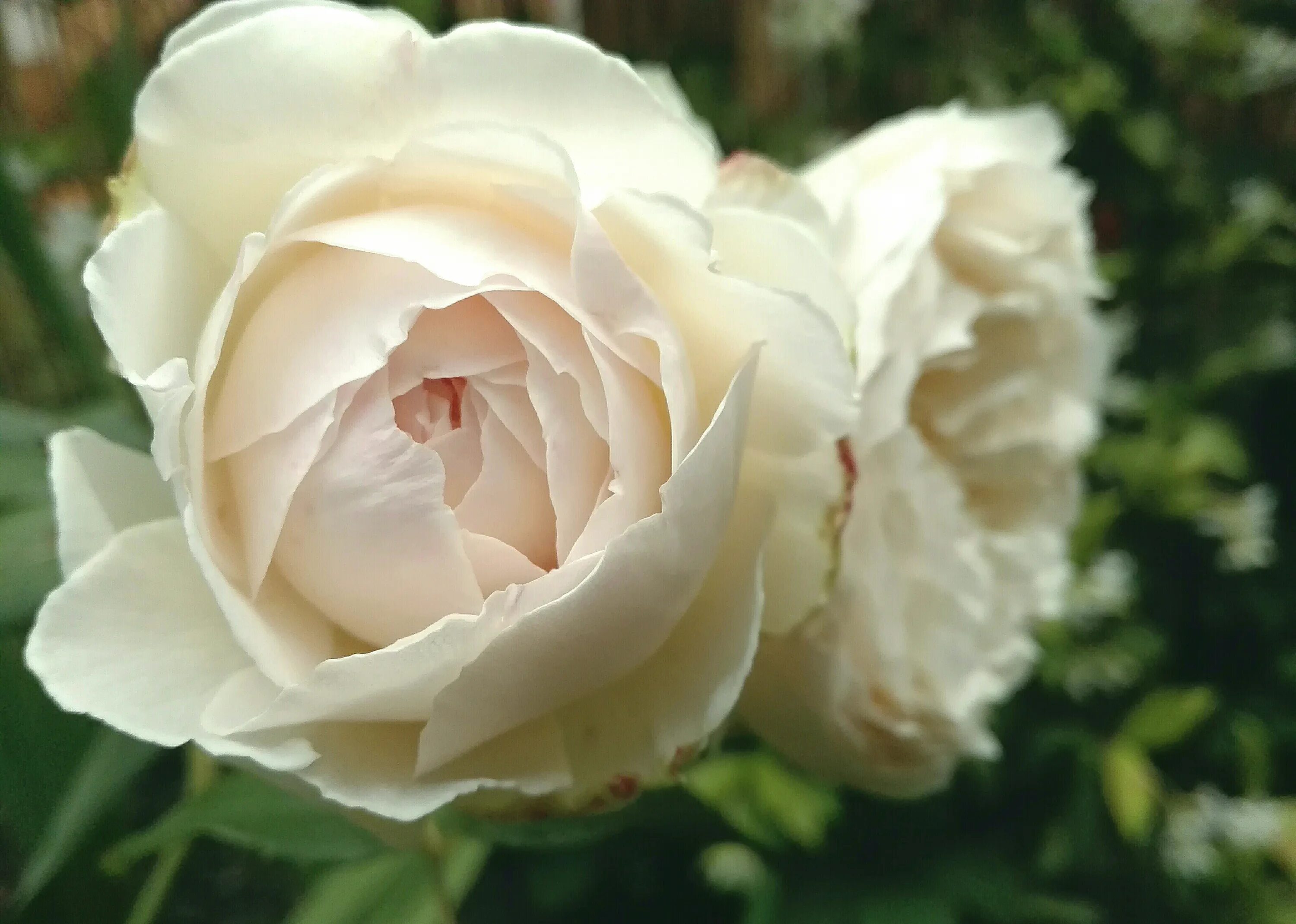 Роза английская клэр остин. Роза остина клер роуз. Клэр роуз остин роза. Роза дэвида остина claire austin. Роза английская клер остин.