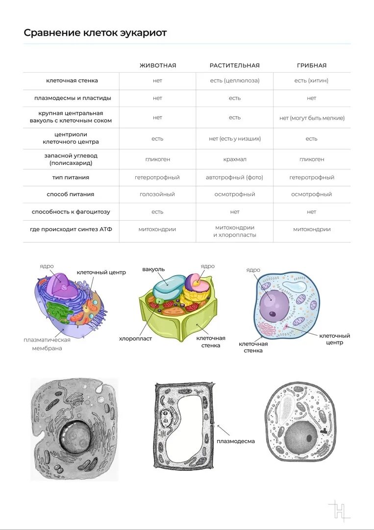 Сравнение клеток организмов. Сравнение клеток. Сравнение клеток эукариот. Сравнение клеток разных Царств. Сравнение всех клеток.