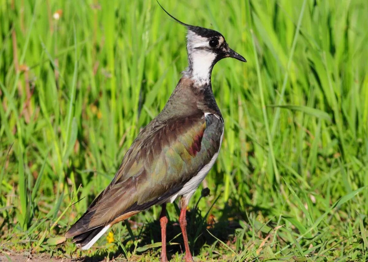 Чибис Vanellus Vanellus. Полевой Чибис. Чибис пигалица птица. Чибис Луговой.