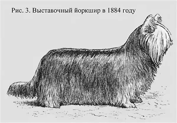 Хаддерсфилдский бен йорк. Хаддерсфилдский бен. Йоркширский терьер 19 века. Йоркширский терьер происхождение породы. Йоркширский терьер история породы происхождения.