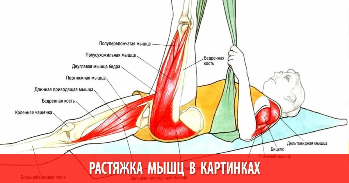 растяжка портняжной мышцы бедра. латеральная мышца бедра упражнения. растяжка портняжной мышцы бедра. растяжка портняжной мышцы. растяжка портняжной мышцы.