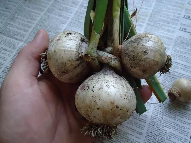 玉 ね ぎ 栽 培 に つ い て 徹 底 解 説. こ れ を 読 め ば あ な た も 玉 ね ぎ マ ス