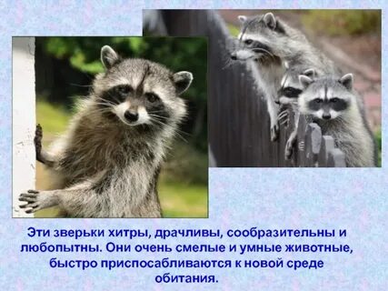 Про енотов для детей