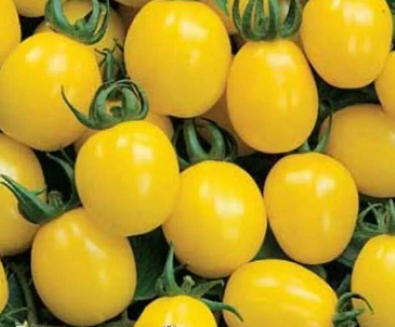 Томат карамель красная f1. Томат карамель черри. Томат карамель f1. Томат карамель красная f1. Томат карамель f1.