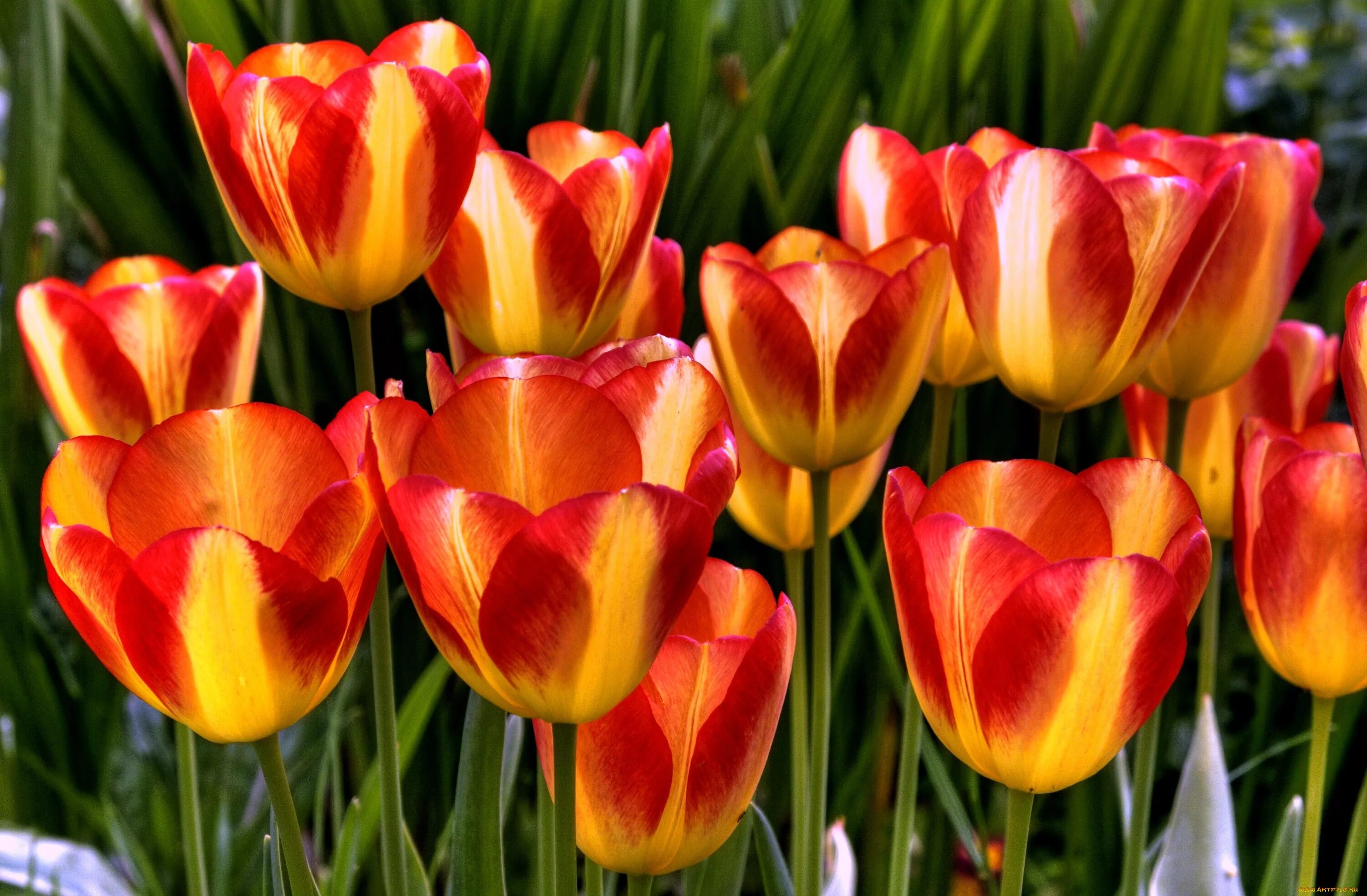 Покажи цветы тюльпаны. Тюльпан Tulipa. Тюльпан Дискавери. Тюльпан Триумф Флеминг.