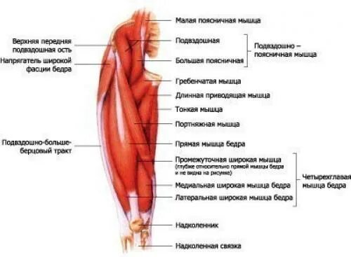 Сухожилие длинных мышц. Приводящие мышцы бедра анатомия. гребенчатая мышца бедра. большая и длинная приводящая мышца. широкая мышца бедра анатомия.