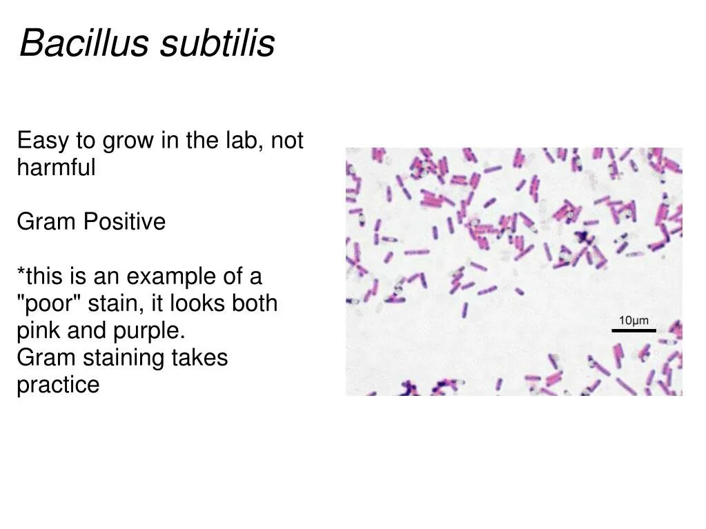 Bacillus subtilis что это. Bacillus subtilis форма клеток. bacillus subtilis макроморфология. bacillus subtilis капсула. bacillus subtilis морфология.