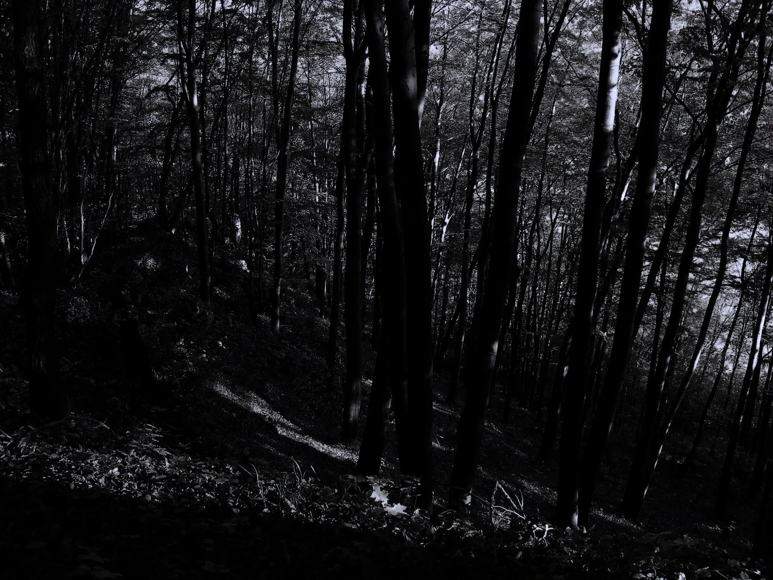 темные обои. включи черную лесу. мрачные картинки. темный лес 1920х1080. черный лес.