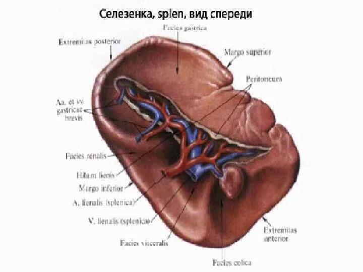 Селезенка собаки анатомия строения. Селезенка внешнее строение рисунок. Селезенка внешнее и внутреннее строение. Строение селезенки анатомия с подписями.