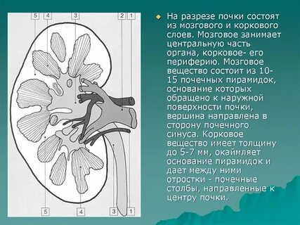 Центр почки