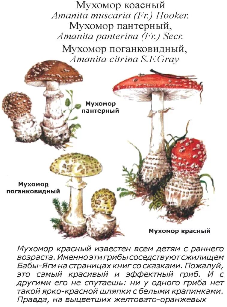 Какой тип питания характерен для мухомора пантерного. Мухомор пантерный и мухомор красный. Мухомор поганковидный ядовитые грибы. Мухомор пантерный. Пантерный мухомор Вишневский.