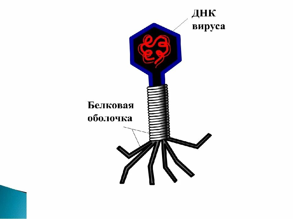 Биология 8 вирусы. Строение вирусов биология. Строение вируса. Общее строение вирусов. Строение вируса 5 класс.