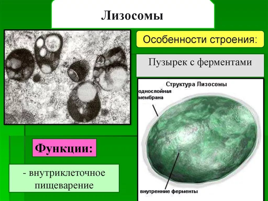 Строение органоида лизосомы. Строение лизосомы клетки. Лизосомы строение структура и функции. Строение лизосомы эукариотической клетки.