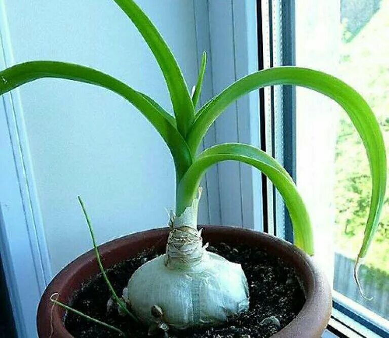 индийский лук птицемлечник хвостатый. индийский лук где. гиппеаструм индийский лук. индийский лук птицемлечник лечебный. индийский лук растение.