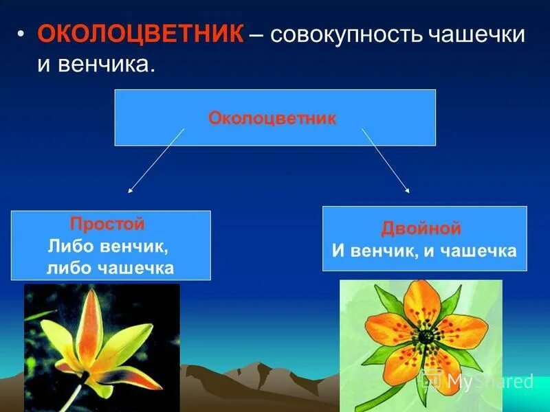 Какой околоцветник у растений