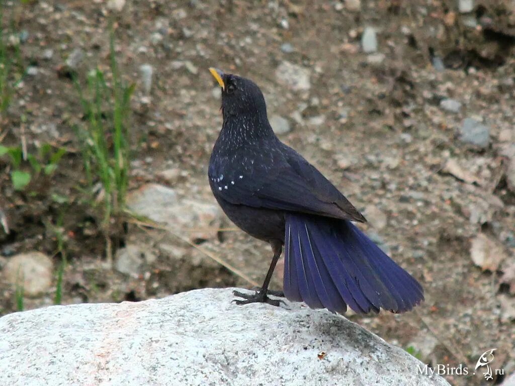 Синяя птица памира. Синяя птица (Myophonus caeruleus). Дрозд аджир. Лиловый Дрозд (Myophonus caeruleus). Синяя птица Тянь Шань.