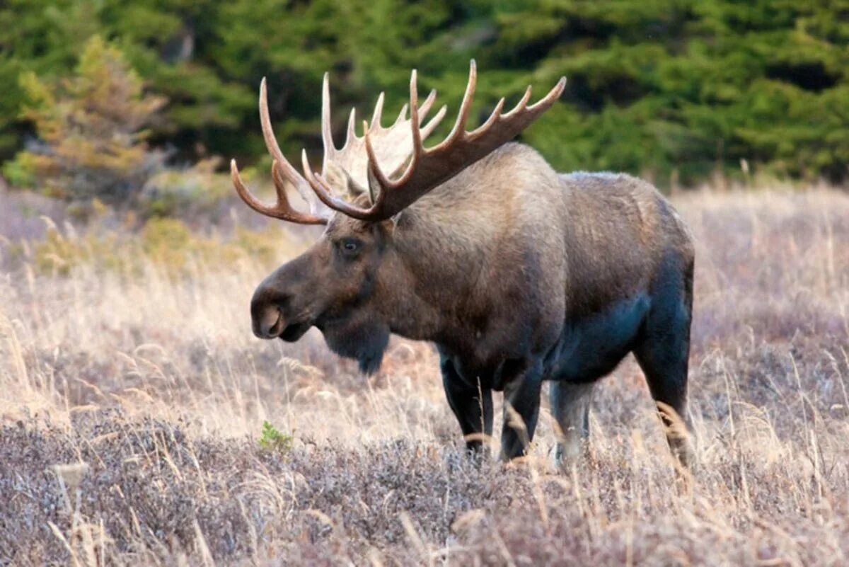 Животные ивановской области. Alces americanus. Лось в тундре. Лось в Кировской области. Лось фото.