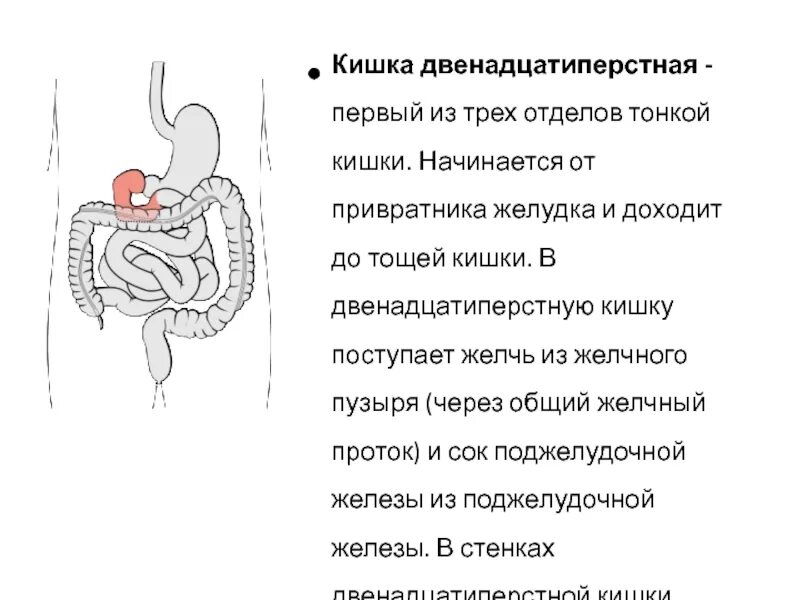 Желудок и 12 перстная кишка. Привратник желчного пузыря. Привратник железа привратника. Как поступает желчь в двенадцатиперстную кишку.