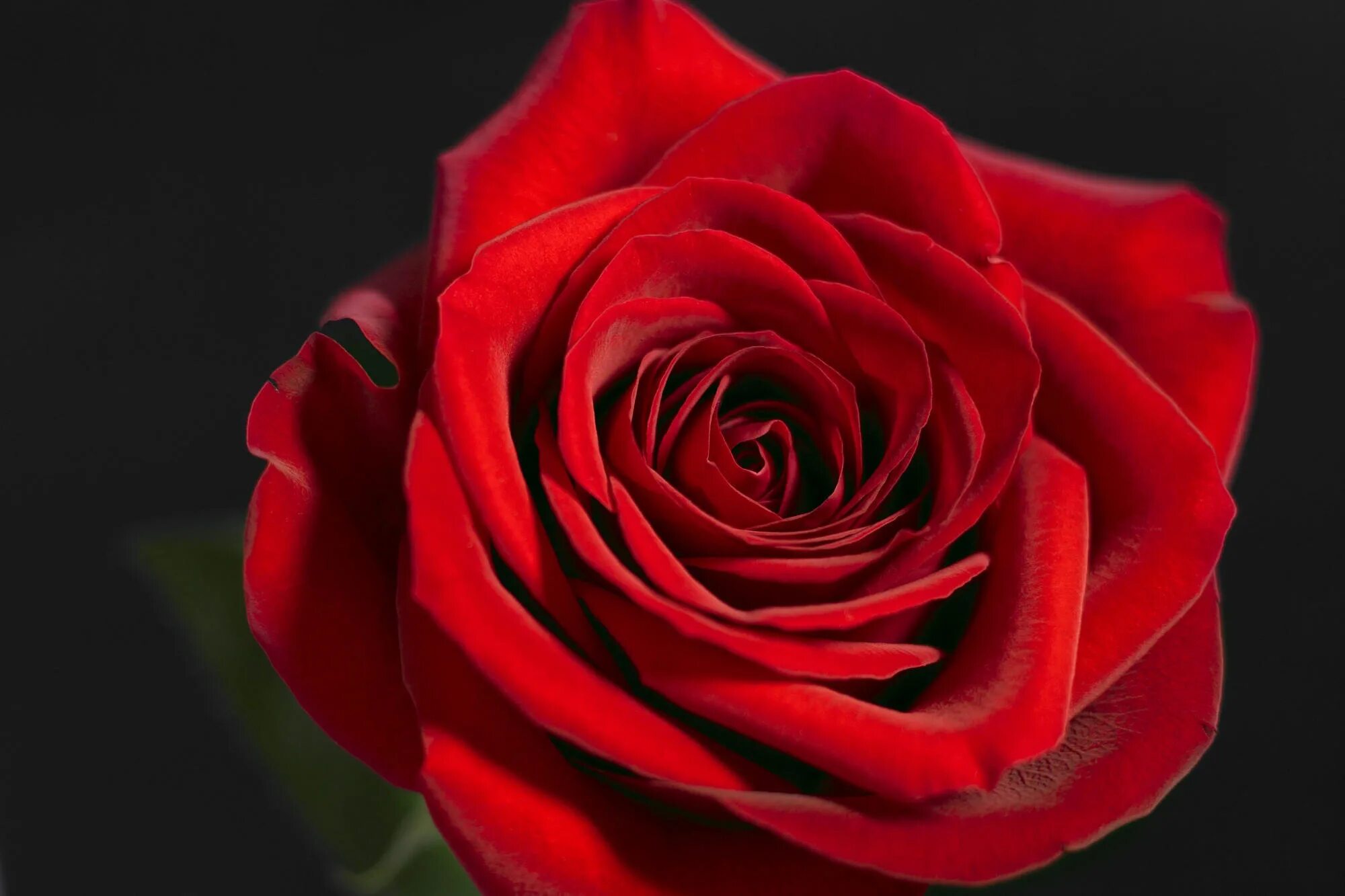 Цветы розы красные. Алый Карсон роза. Сорт роз алый Карсон. Миранда роза красная. Алая роза.