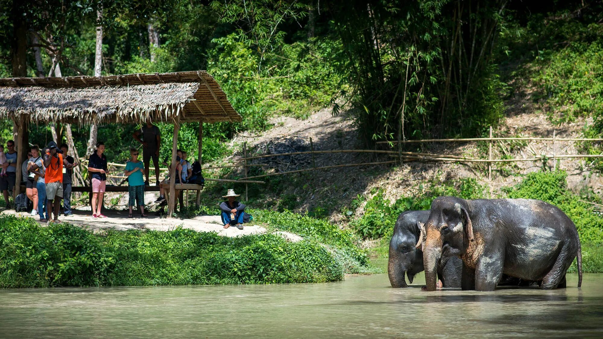 Elephant sanctuary park