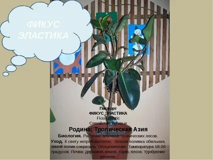 Фикуса слова