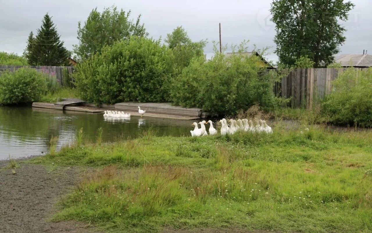 Авито бакчар. Река галка. село бакчар томская область. бакчар улица береговая.