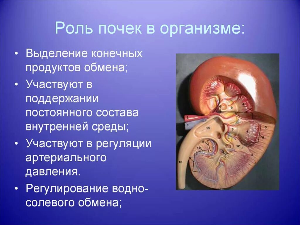 Работа почек человека. Роль почек. Функции почек в организме. Строение организма почки.