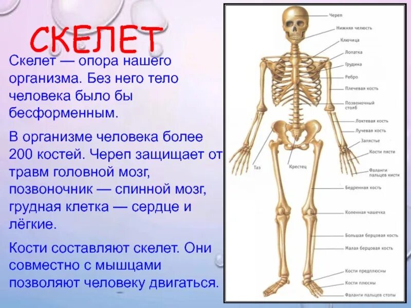 Кости человека 4 класс окружающий мир. Скелет человека. Скелет опора тела. Скелет человека информация. Информация про скелет.