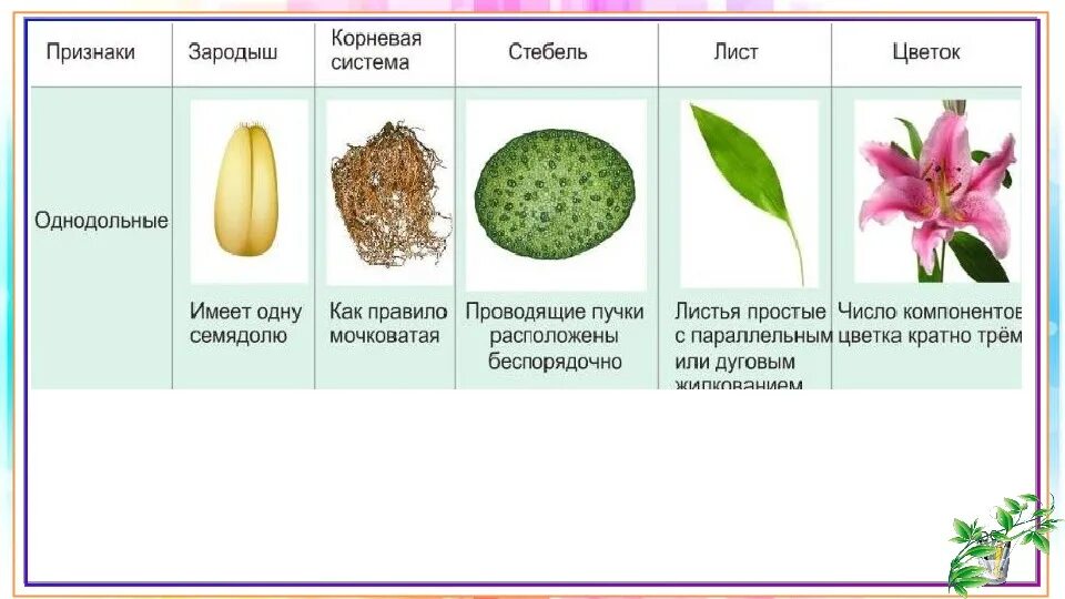 Семейства двудольных растений и однодольных растений. Семейства однодольных растений таблица. Признаки семейств однодольных растений.