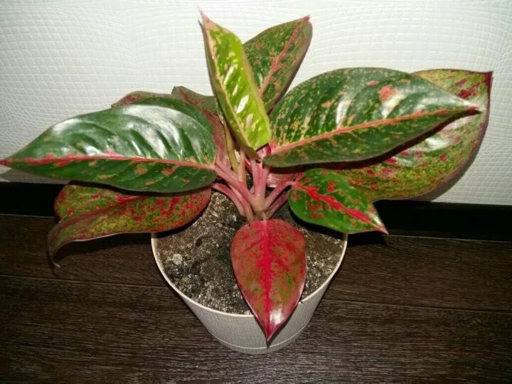 Аглаонема монгол. Аглаонема mongkol red,. Аглаонема саб монгол. Аглаонема монгол. Аглаонема daeng mongkol.