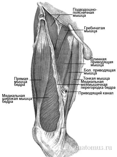 Межмышечные перегородки бедра. Медиальная группа мышц бедра анатомия. Медиальное ложе бедра мышцы. Передняя межмышечная перегородка голени.