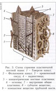 Пластинчатая костная