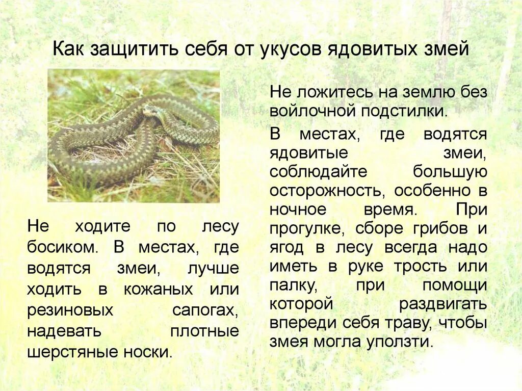 Эскулапова змея. Как защищается змея. Среднеазиатская очковая кобра. Поведение при встрече с гадюкой. Смарагдовый полоз.