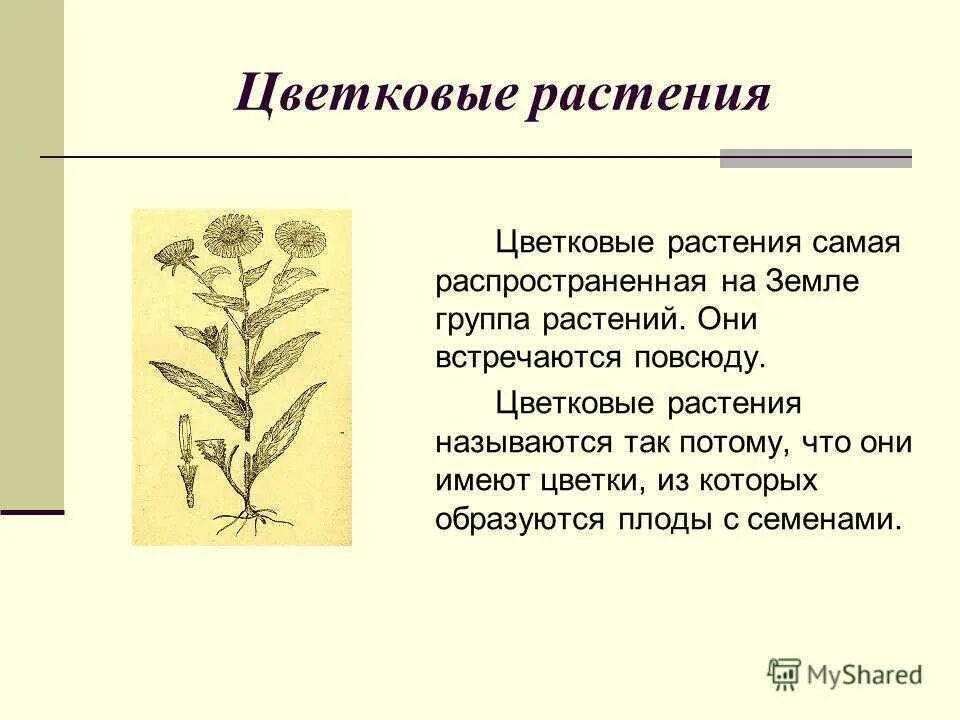 Цветковые растения включают два класса. Цветковые растения доклад. Группа растений цветковые. Сообщение на тему цветковые растения. Названия цветковых растений 2 класс.