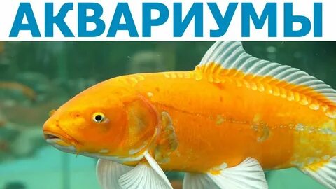 Желтая золотая рыбка