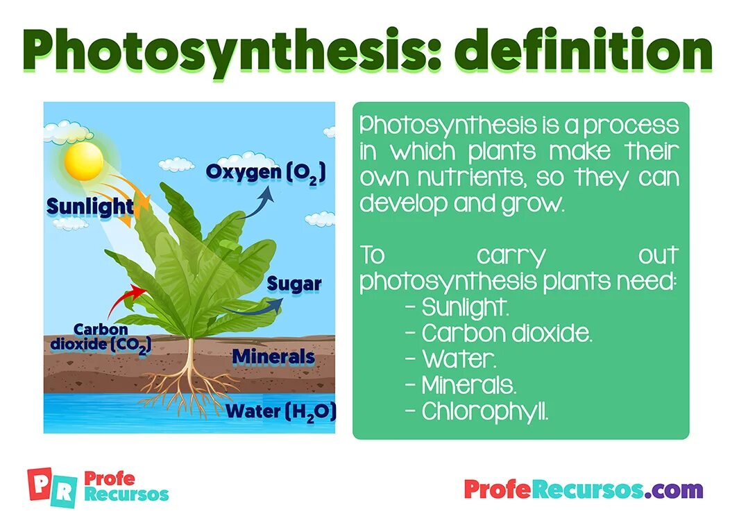 Алоэ фотосинтез. Фотосинтез. Фотосинтез плакат. Photosynthesis for Kids. Фотосинтез на английском.